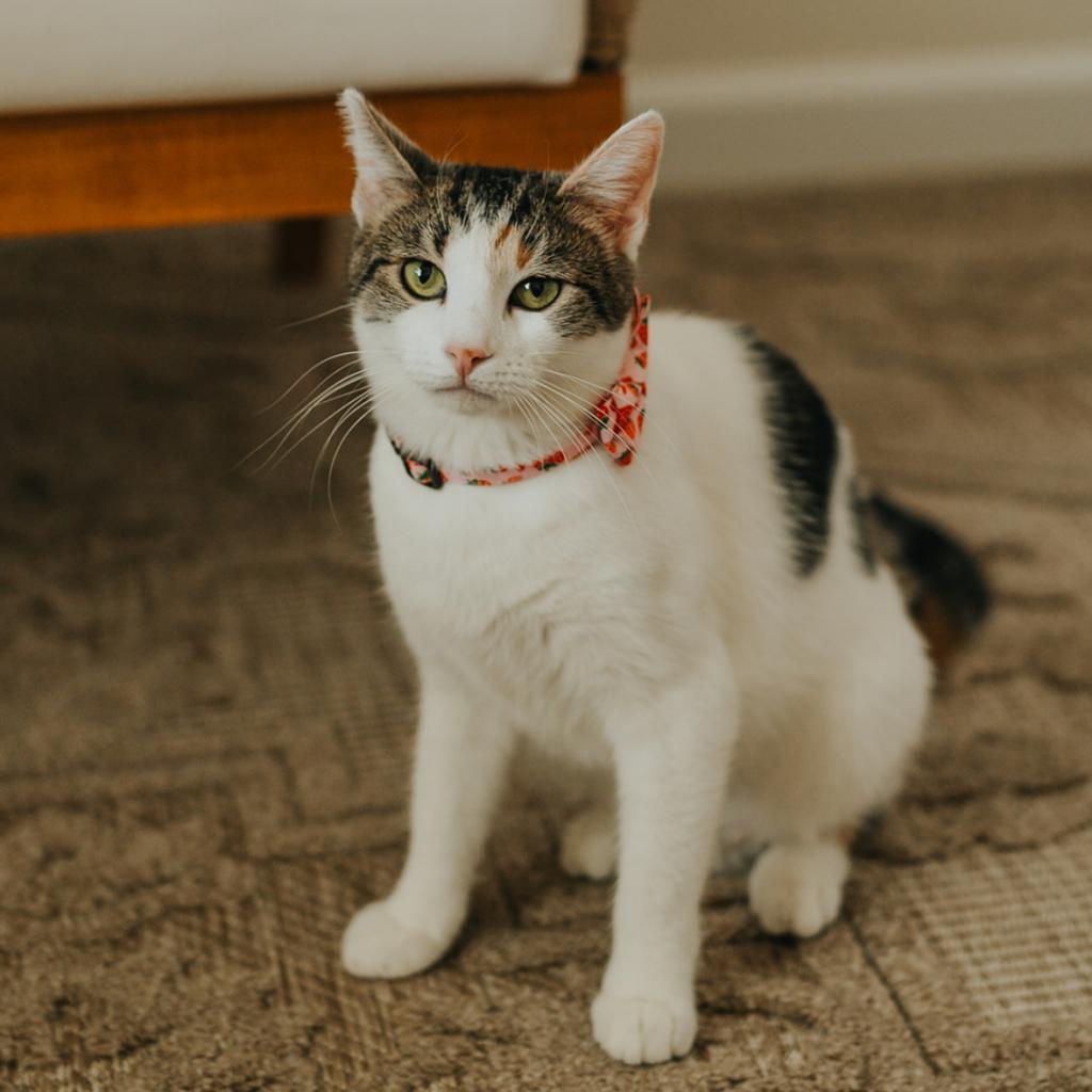 Isabella, an adoptable Domestic Short Hair in Las Vegas, NV, 89122 | Photo Image 1