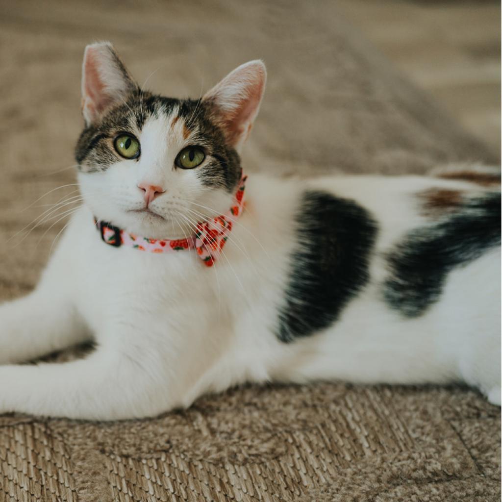 Isabella, an adoptable Domestic Short Hair in Las Vegas, NV, 89122 | Photo Image 2