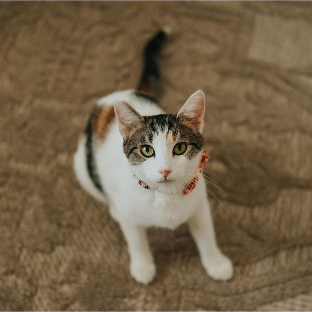 Isabella, an adoptable Domestic Short Hair in Las Vegas, NV, 89122 | Photo Image 4