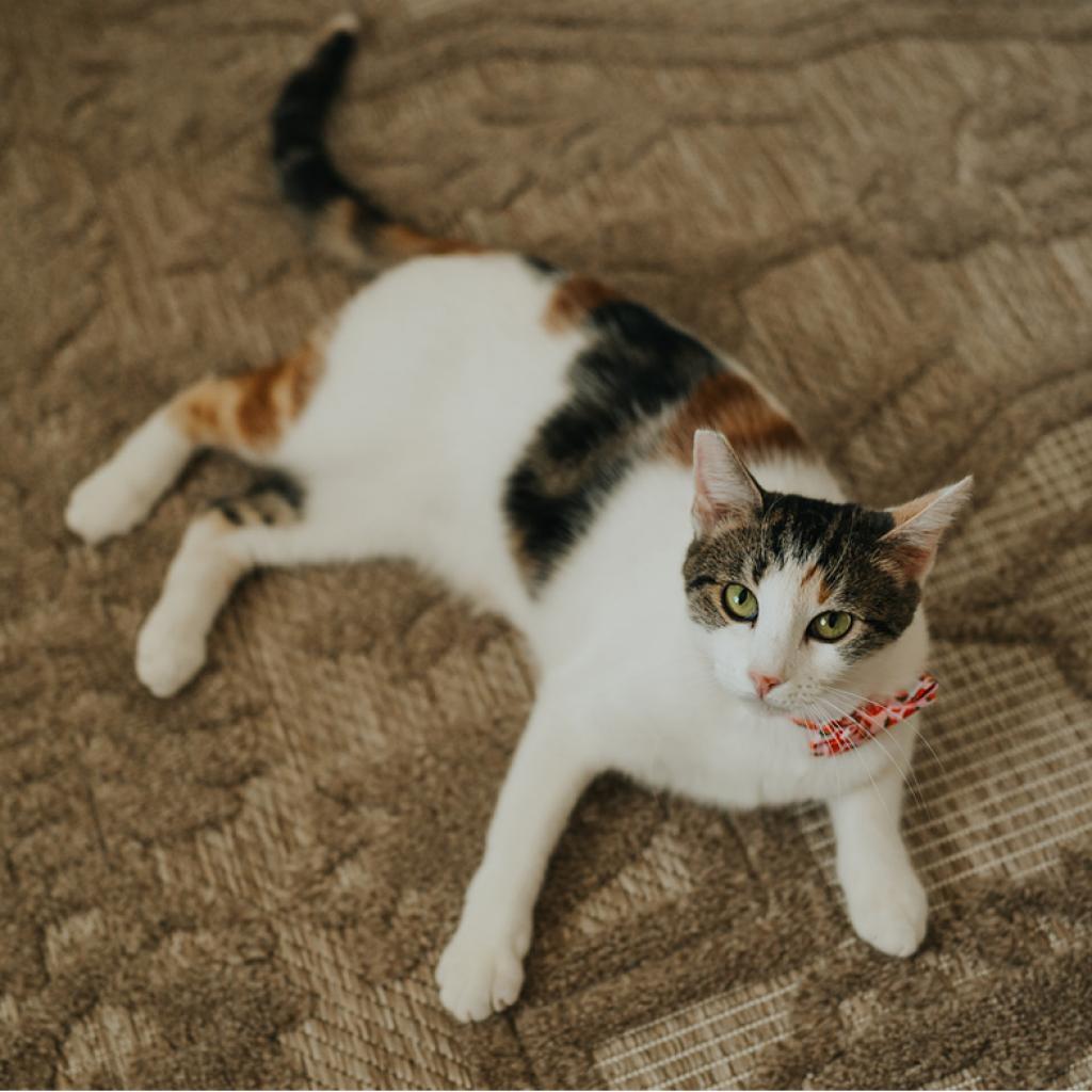 Isabella, an adoptable Domestic Short Hair in Las Vegas, NV, 89122 | Photo Image 5