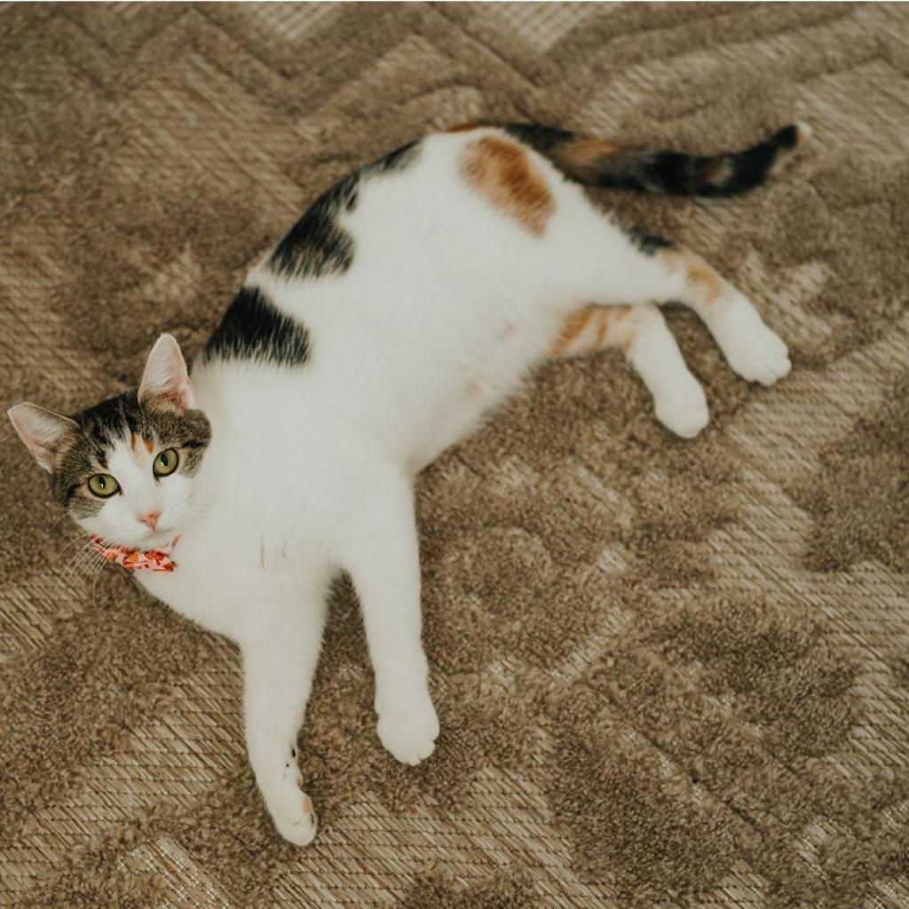 Isabella, an adoptable Domestic Short Hair in Las Vegas, NV, 89122 | Photo Image 6