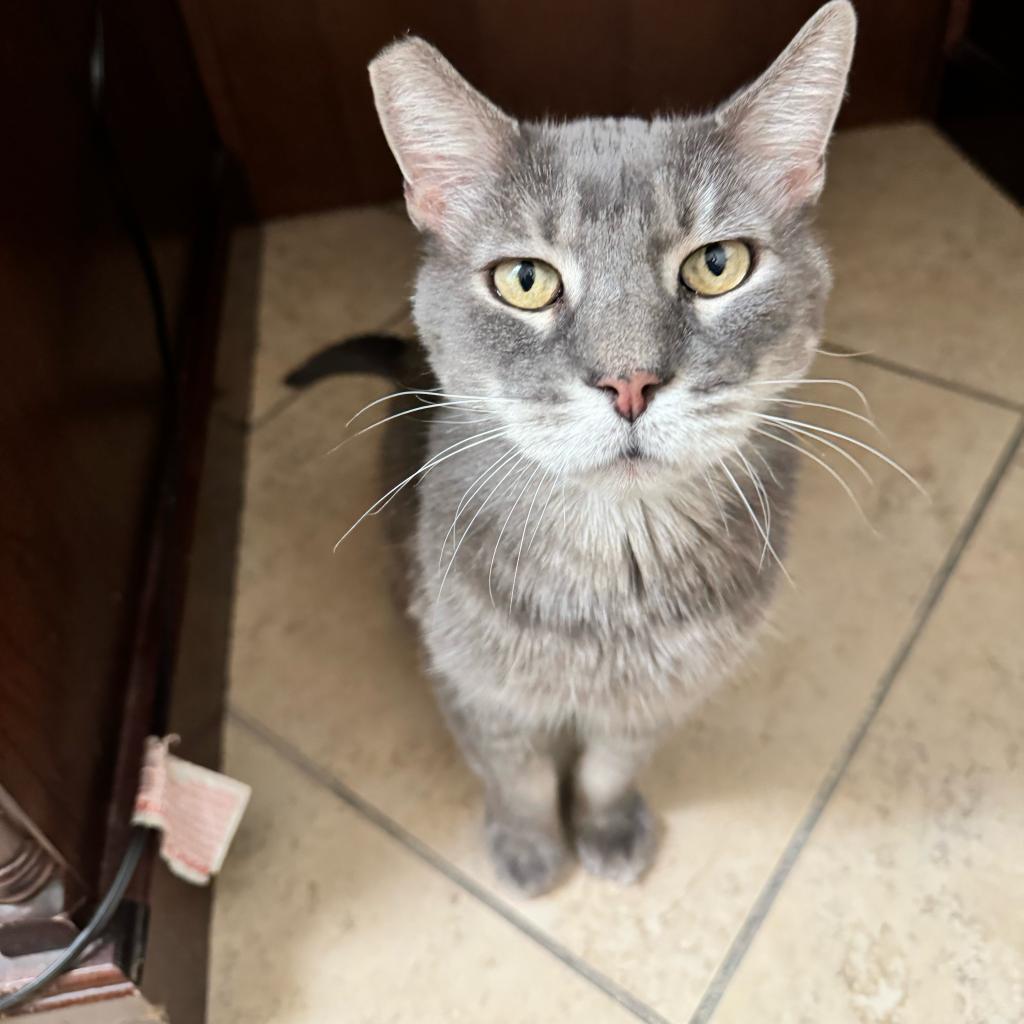 Archiebald, an adoptable Domestic Long Hair in Las Vegas, NV, 89122 | Photo Image 1
