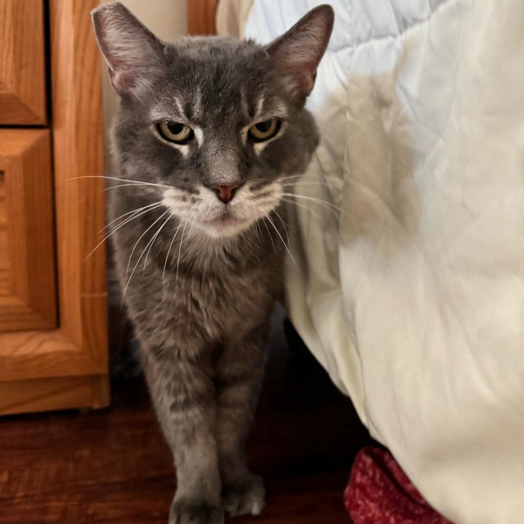 Archiebald, an adoptable Domestic Long Hair in Las Vegas, NV, 89122 | Photo Image 2