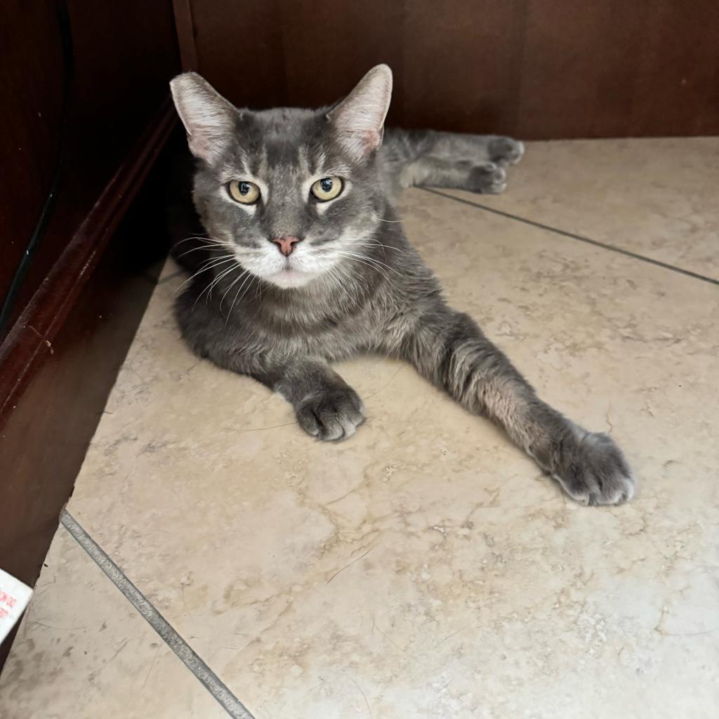 Archiebald, an adoptable Domestic Long Hair in Las Vegas, NV, 89122 | Photo Image 3