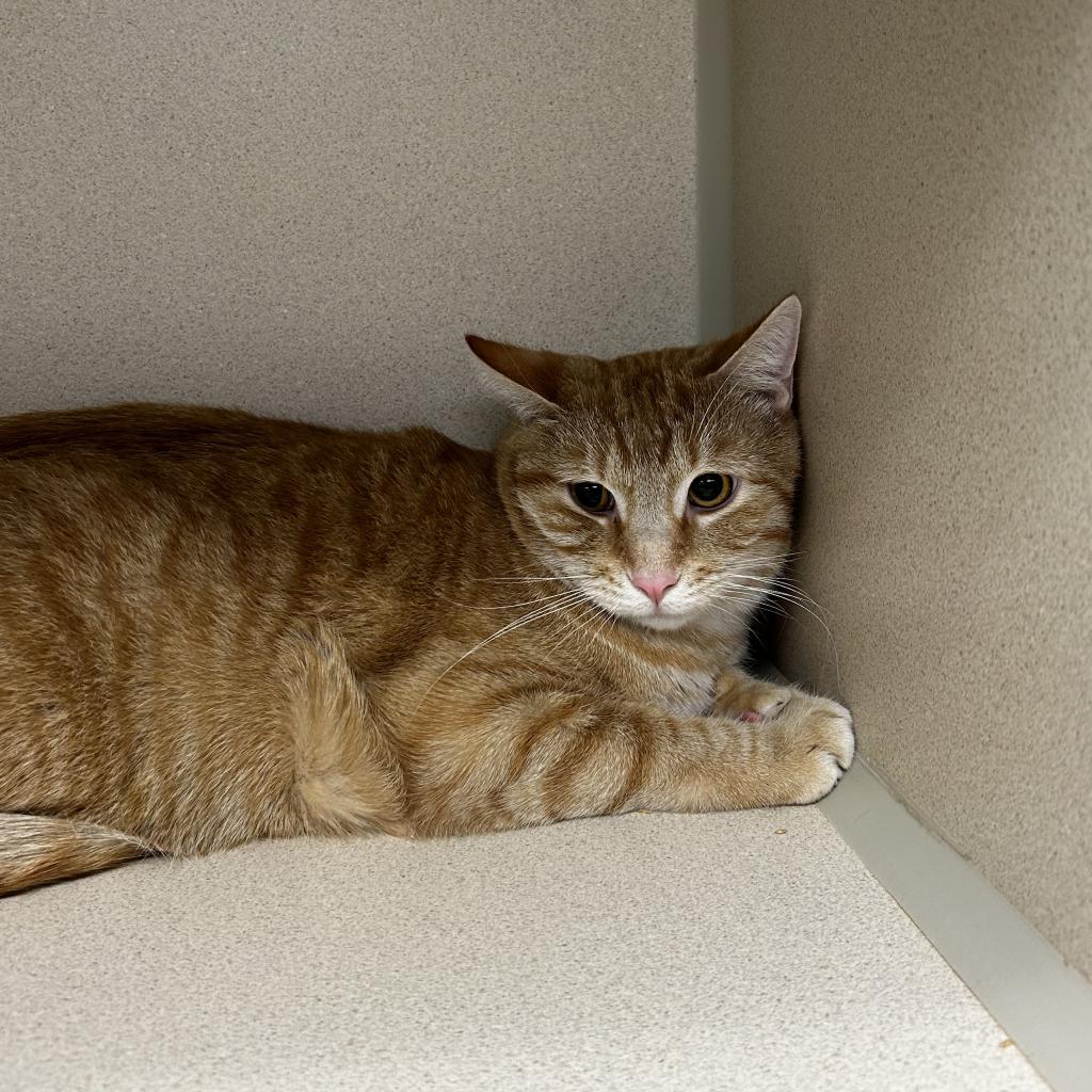 Freddy, an adoptable Domestic Short Hair in Great Falls, MT, 59404 | Photo Image 1