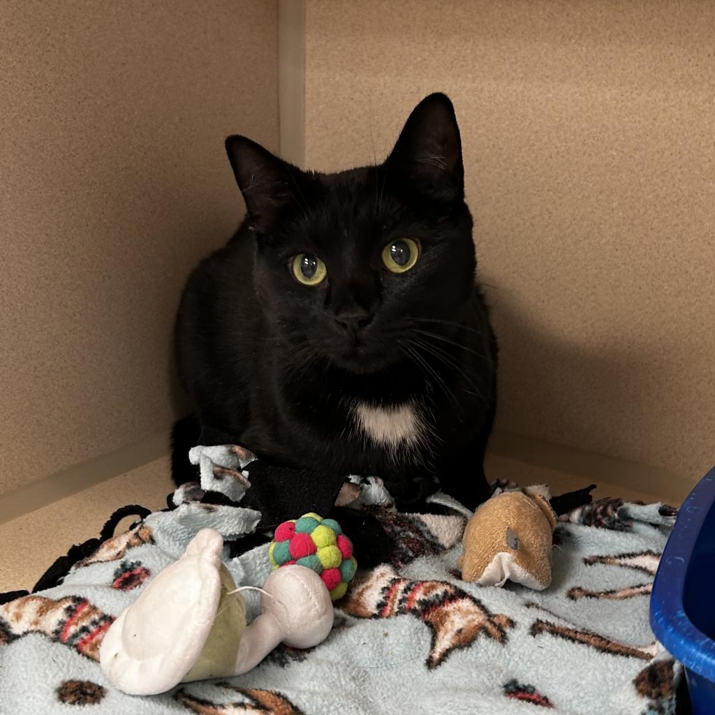 Naomi, an adoptable Domestic Short Hair in Great Falls, MT, 59404 | Photo Image 1