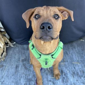 Bartlett, Young Female Mixed Breed