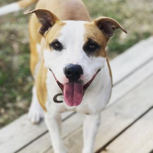 Honey, Adult Female Pit Bull Terrier