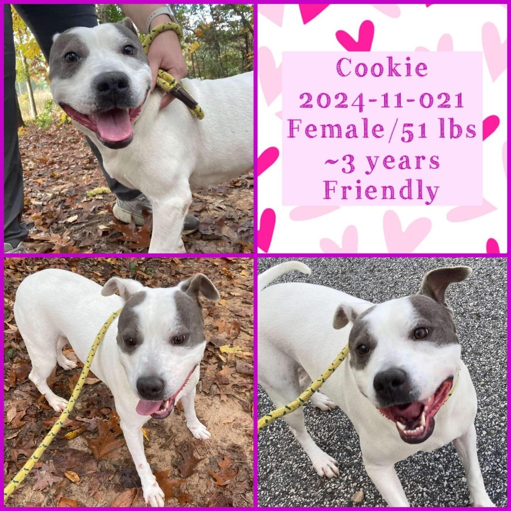 2024-11-021 *Cookie*
