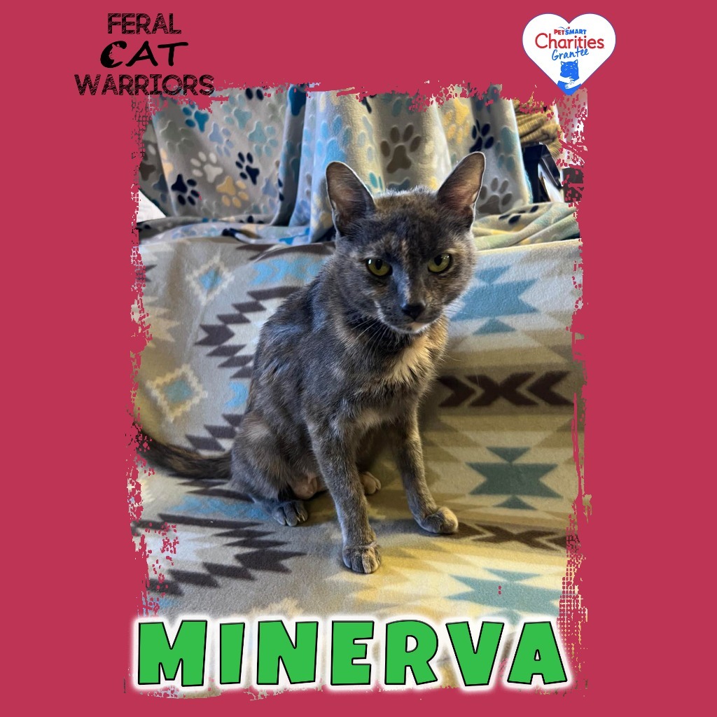 Minerva, an adoptable Domestic Short Hair in Kingman, AZ, 86401 | Photo Image 1