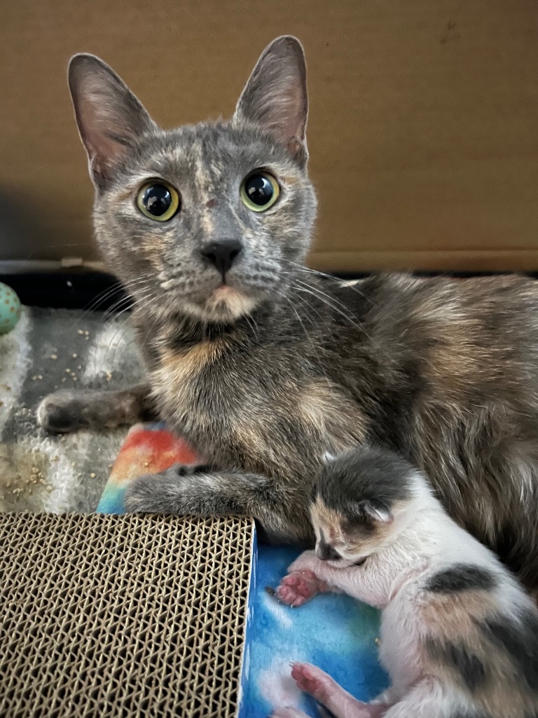 Minerva, an adoptable Domestic Short Hair in Kingman, AZ, 86401 | Photo Image 2