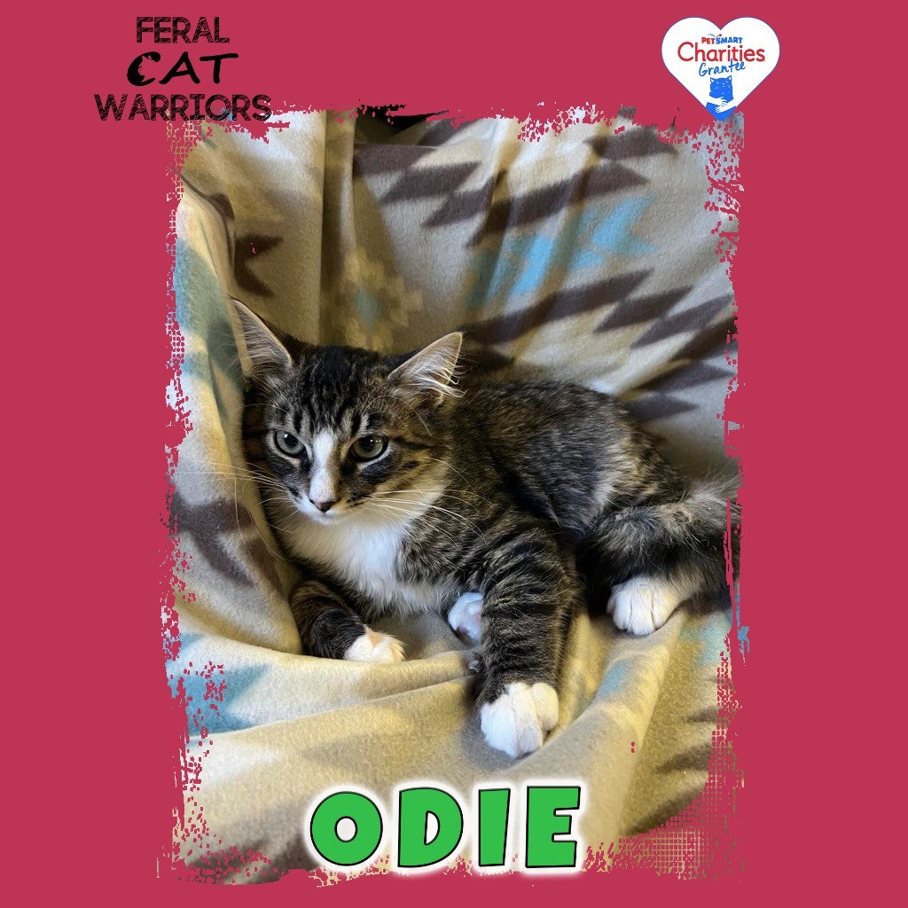 Odie, an adoptable Domestic Medium Hair in Kingman, AZ, 86401 | Photo Image 1