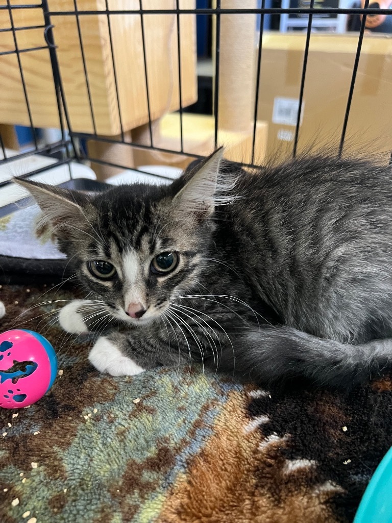 Odie, an adoptable Domestic Medium Hair in Kingman, AZ, 86401 | Photo Image 2