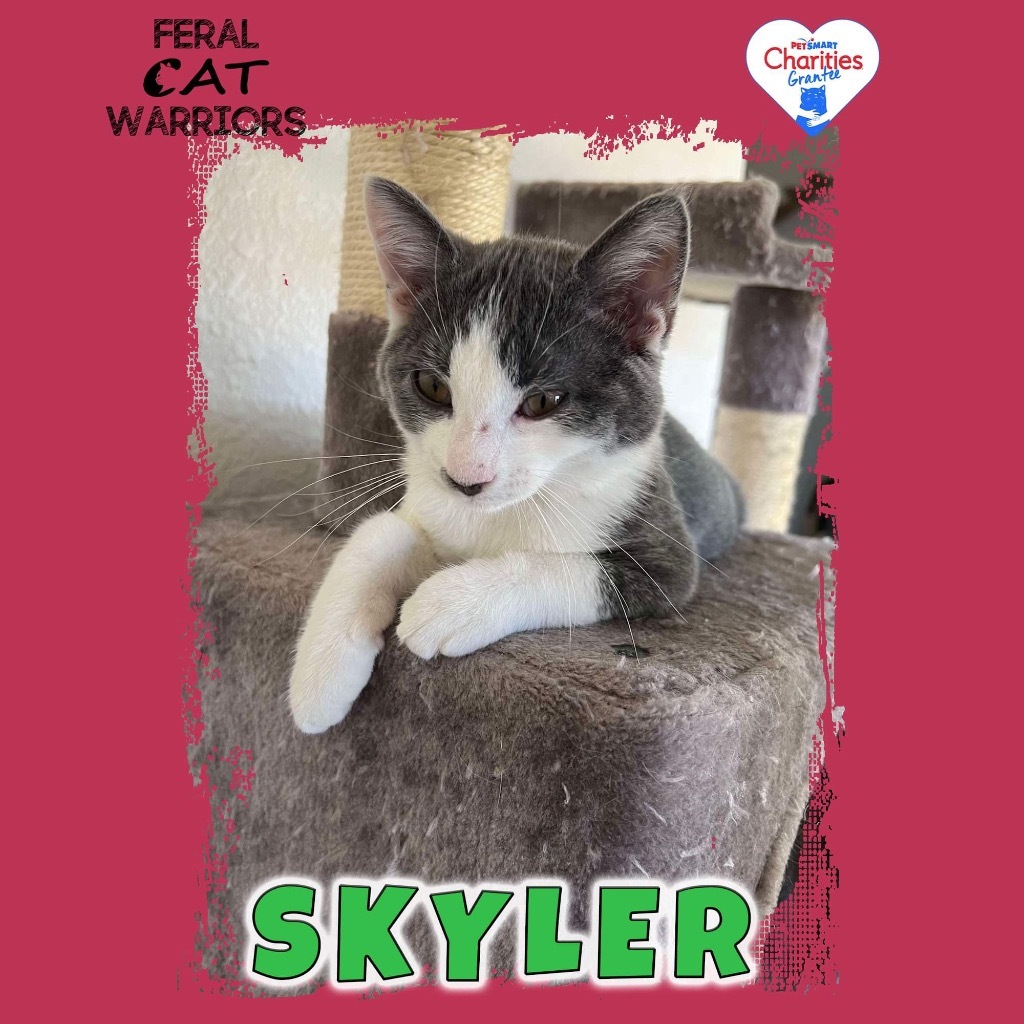 Skyler, an adoptable Domestic Short Hair in Kingman, AZ, 86401 | Photo Image 1