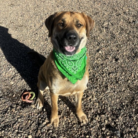 Scooby Doo, an adoptable Mastiff in Show Low, AZ, 85901 | Photo Image 1