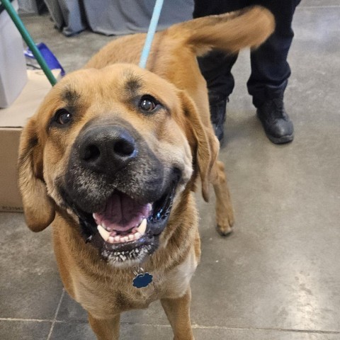 Scooby Doo, an adoptable Mastiff in Show Low, AZ, 85901 | Photo Image 2