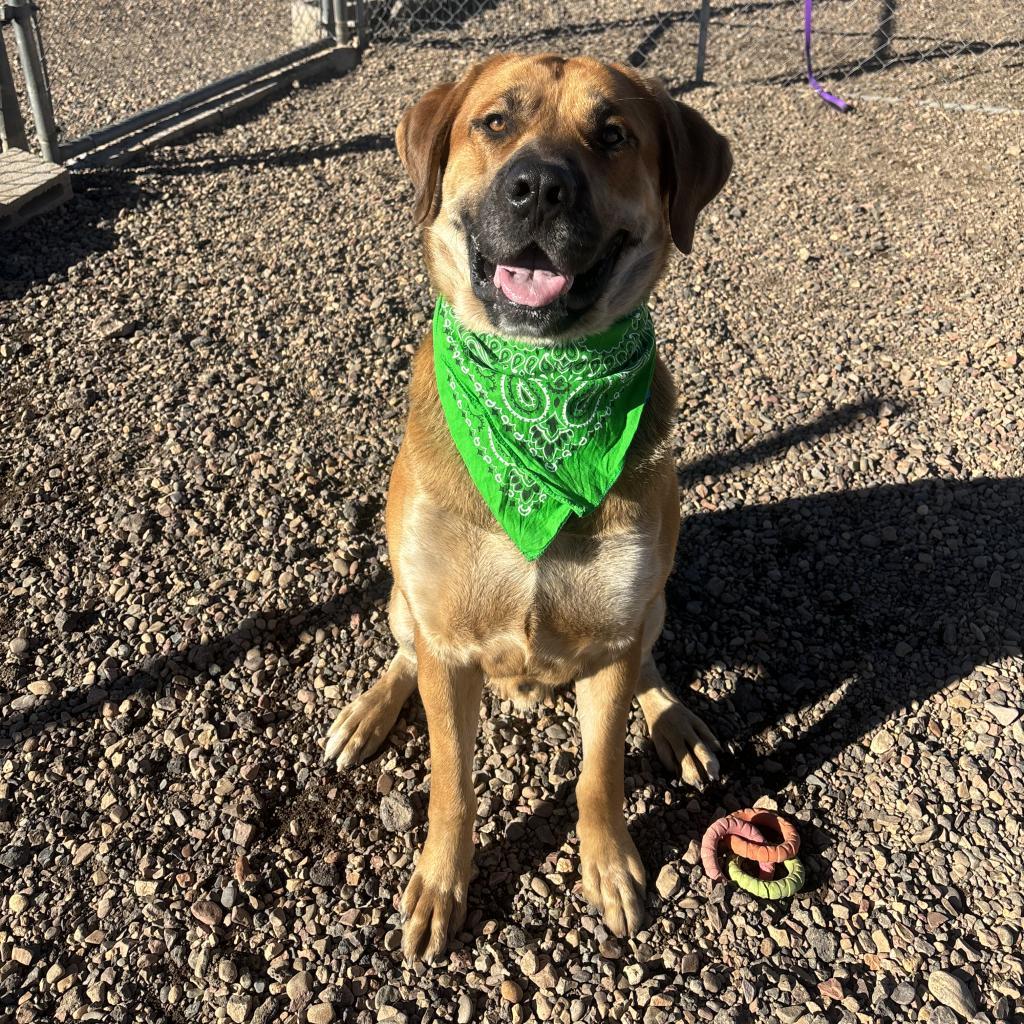 Scooby Doo, an adoptable Mastiff in Show Low, AZ, 85901 | Photo Image 3