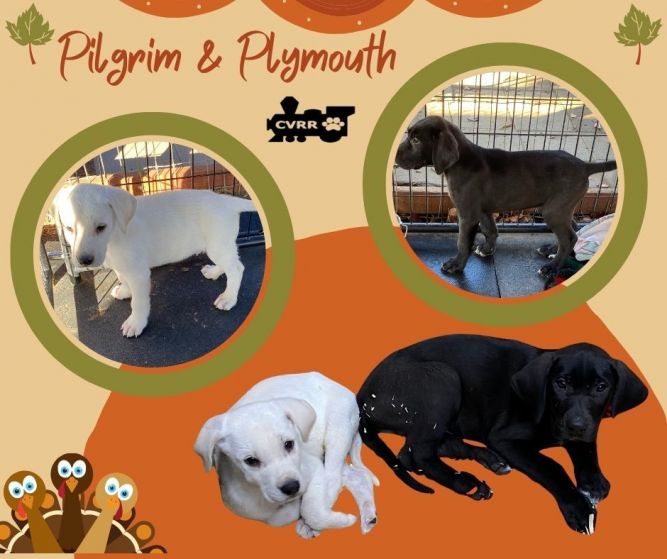 Pilgrim and Plymouth (Puppy)