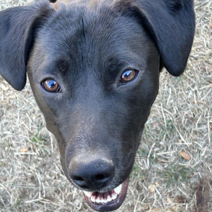 MILO 1