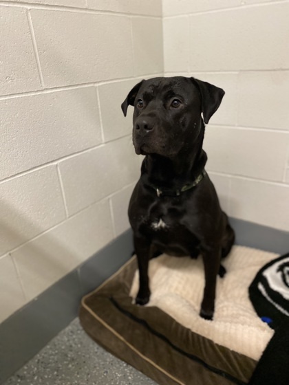 Cinder, an adoptable Pit Bull Terrier, Mixed Breed in Fergus Falls, MN, 56537 | Photo Image 1