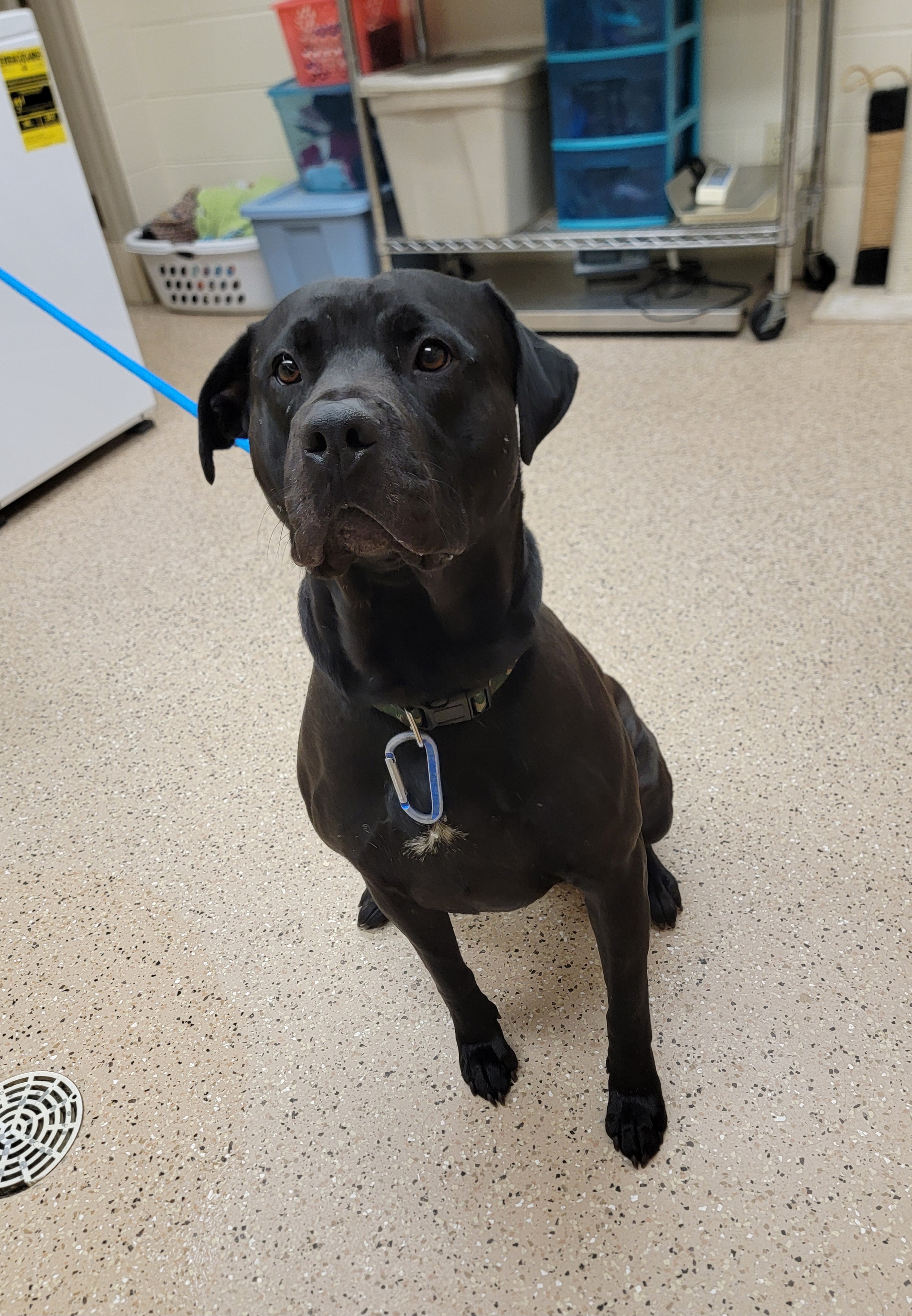 Cinder, an adoptable Pit Bull Terrier, Mixed Breed in Fergus Falls, MN, 56537 | Photo Image 2