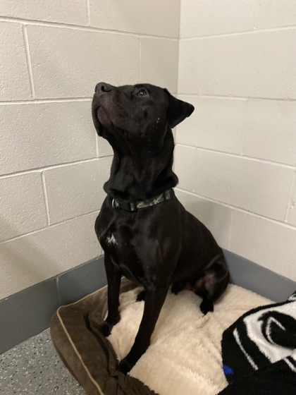 Cinder, an adoptable Pit Bull Terrier, Mixed Breed in Fergus Falls, MN, 56537 | Photo Image 2