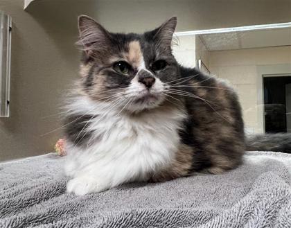 Penny, an adoptable Domestic Long Hair, Domestic Short Hair in Hutchinson, KS, 67504 | Photo Image 2