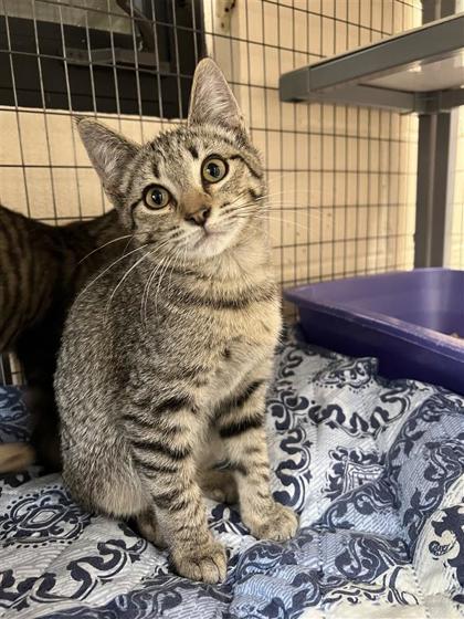 Moonrock Hydrangea, an adoptable Domestic Short Hair in Hutchinson, KS, 67504 | Photo Image 1