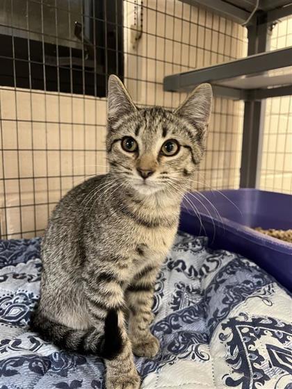 Moonrock Hydrangea, an adoptable Domestic Short Hair in Hutchinson, KS, 67504 | Photo Image 2