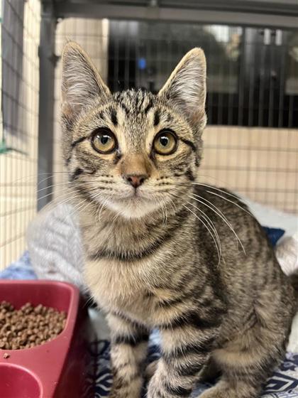 Ruby Slippers Hydrangea, an adoptable Domestic Short Hair in Hutchinson, KS, 67504 | Photo Image 1