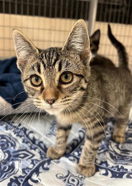 Ruby Slippers Hydrangea, an adoptable Domestic Short Hair in Hutchinson, KS, 67504 | Photo Image 2