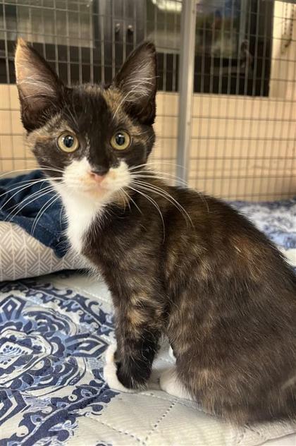 Coral Charm Peony, an adoptable Domestic Short Hair in Hutchinson, KS, 67504 | Photo Image 1