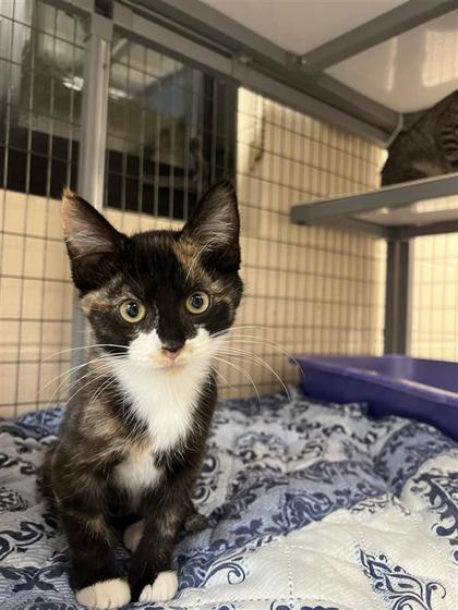 Coral Charm Peony, an adoptable Domestic Short Hair in Hutchinson, KS, 67504 | Photo Image 2