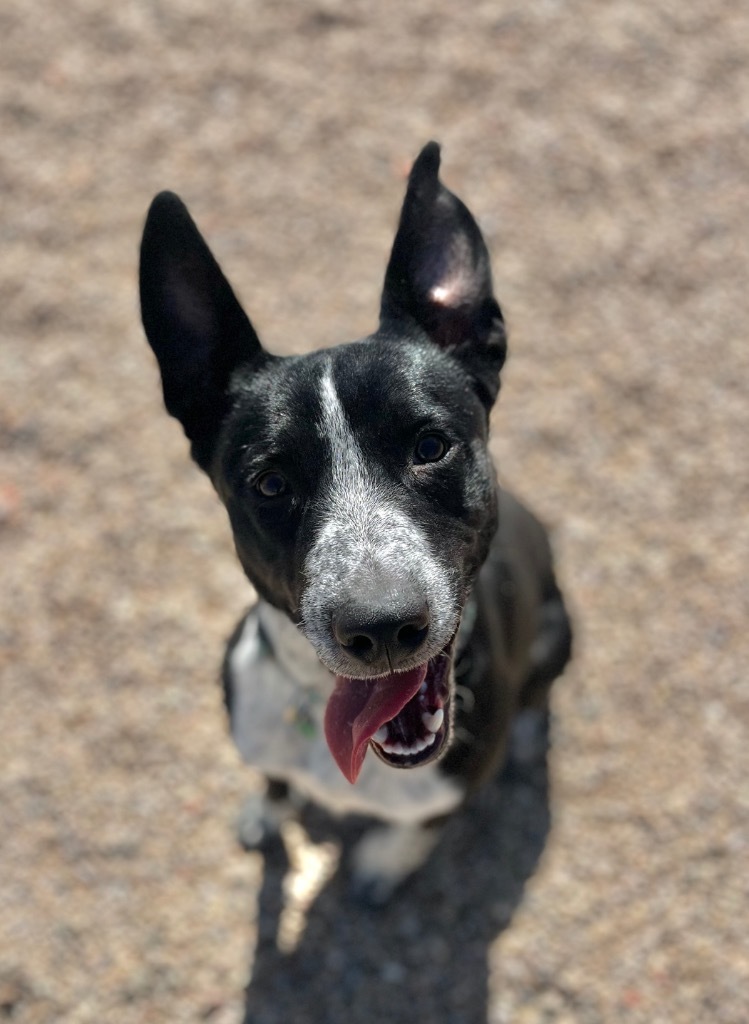 Chief, an adoptable Australian Cattle Dog / Blue Heeler, Mixed Breed in Gillette, WY, 82716 | Photo Image 1