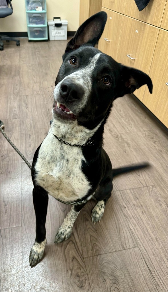 Chief, an adoptable Australian Cattle Dog / Blue Heeler, Mixed Breed in Gillette, WY, 82716 | Photo Image 2