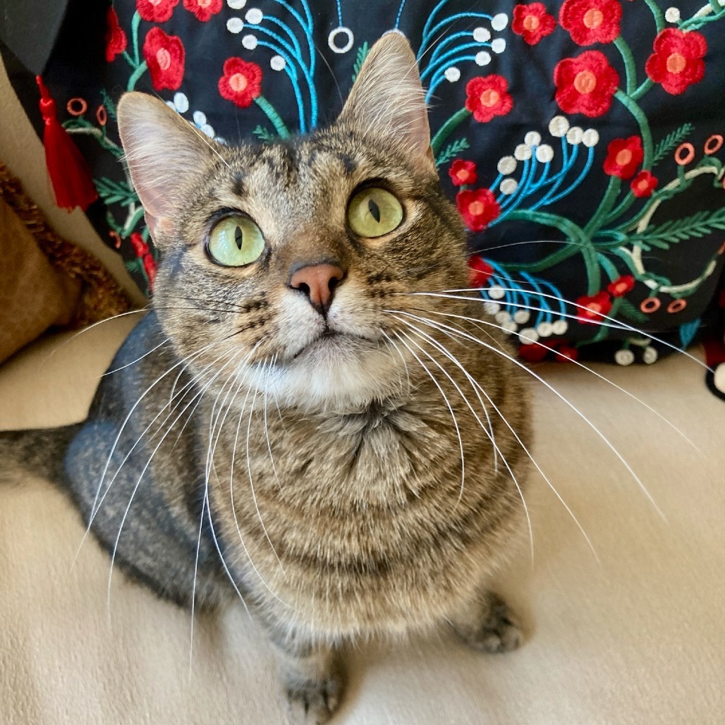 Twiggy, an adoptable Domestic Short Hair in Union, MO, 63084 | Photo Image 1