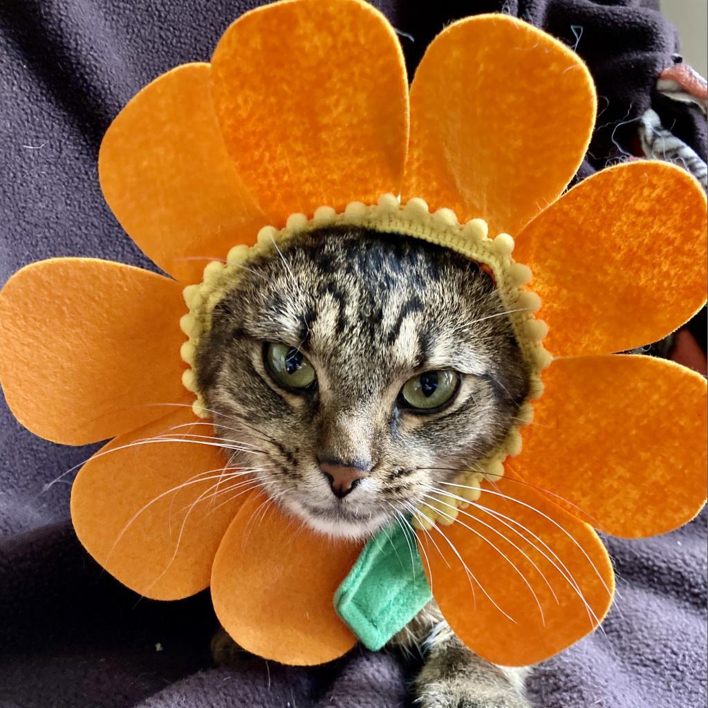 Twiggy, an adoptable Domestic Short Hair in Union, MO, 63084 | Photo Image 2