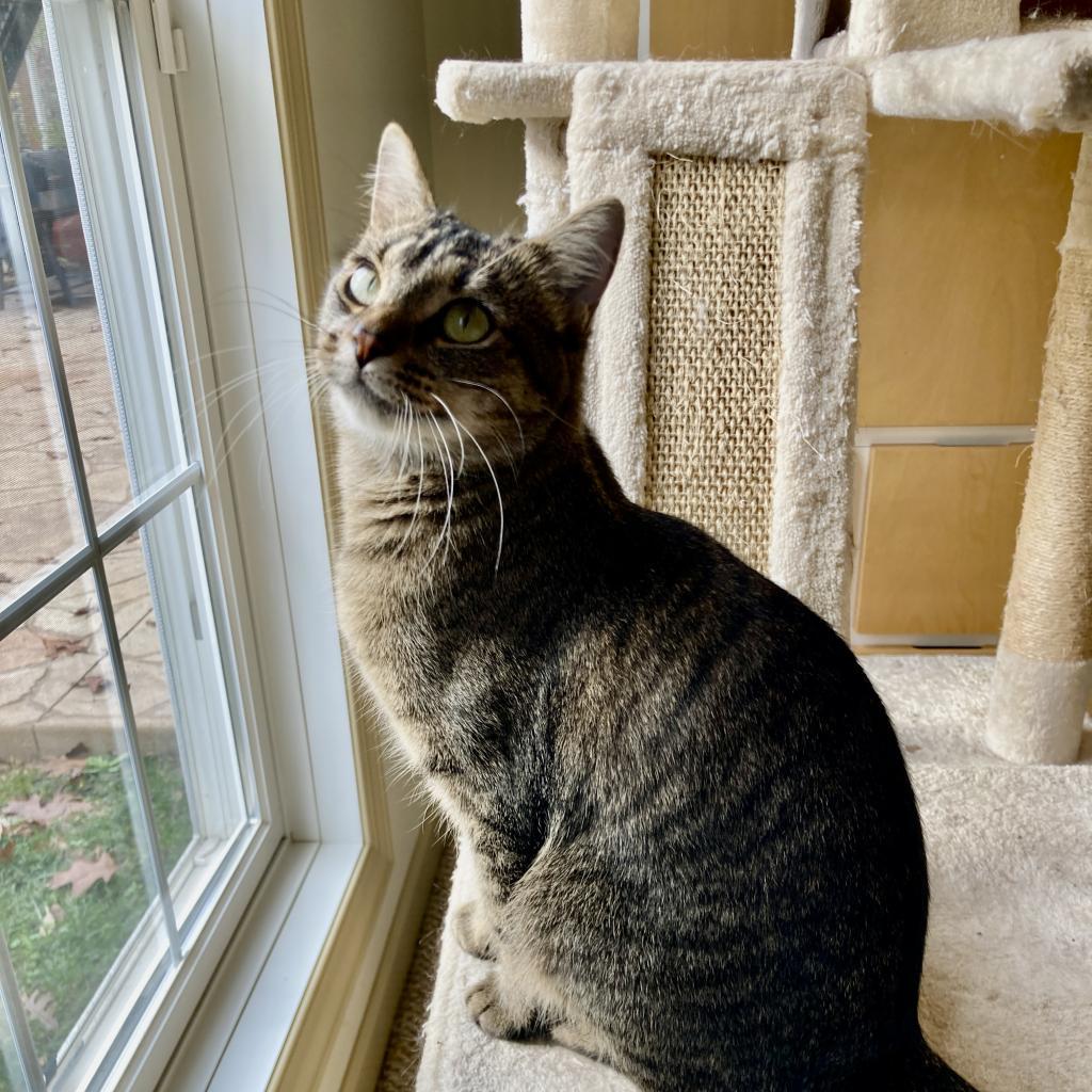 Twiggy, an adoptable Domestic Short Hair in Union, MO, 63084 | Photo Image 3