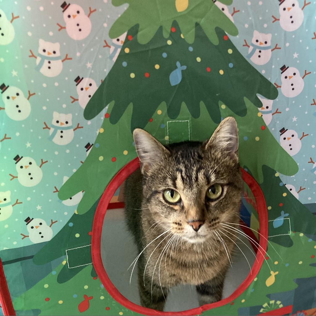 Twiggy, an adoptable Domestic Short Hair in Union, MO, 63084 | Photo Image 4