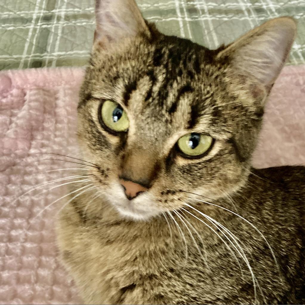 Twiggy, an adoptable Domestic Short Hair in Union, MO, 63084 | Photo Image 5