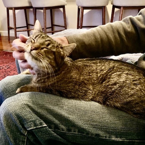 Twiggy, an adoptable Domestic Short Hair in Union, MO, 63084 | Photo Image 6