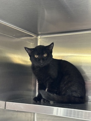 Knox, an adoptable Domestic Medium Hair, Domestic Short Hair in Rhinelander, WI, 54501 | Photo Image 1