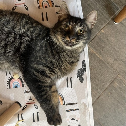 Max, an adoptable Domestic Medium Hair in Midland, TX, 79707 | Photo Image 1