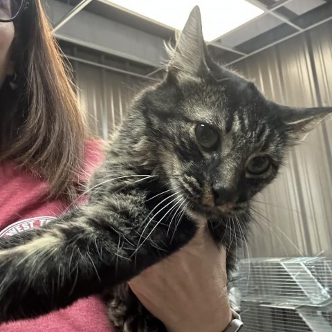 Max, an adoptable Domestic Medium Hair in Midland, TX, 79707 | Photo Image 2