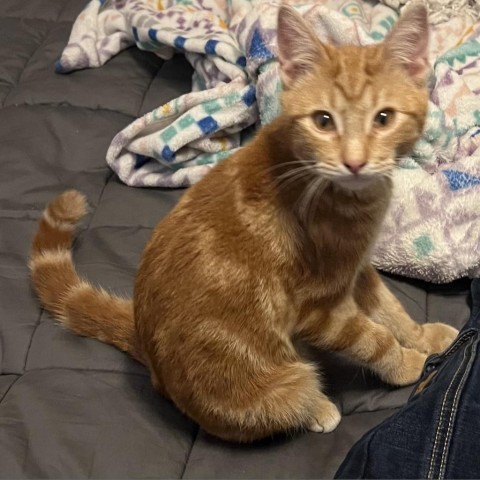 Tigg, an adoptable Domestic Medium Hair in Midland, TX, 79707 | Photo Image 1