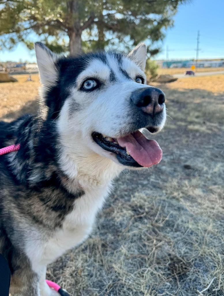 Aurora, an adoptable Husky in Gillette, WY, 82716 | Photo Image 1