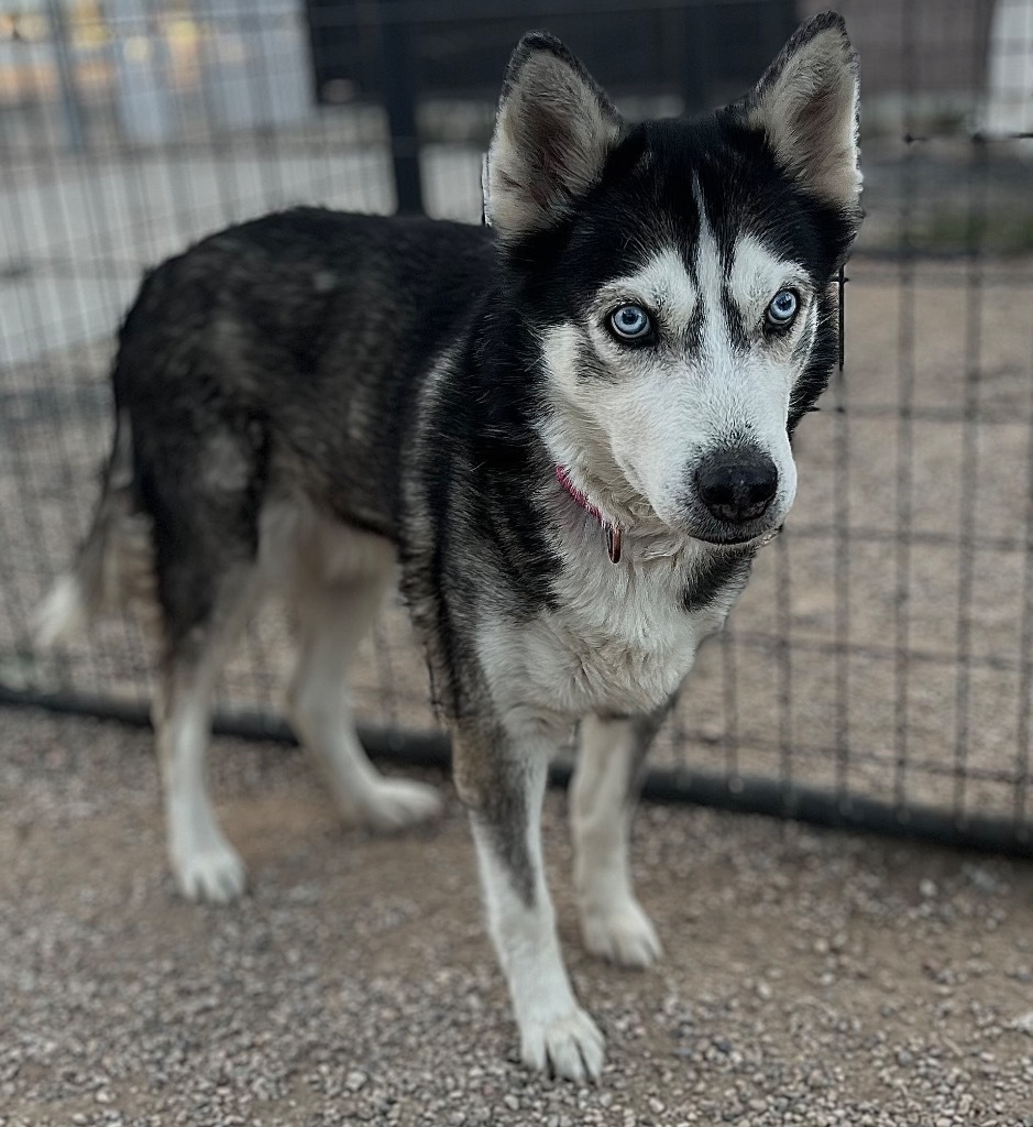 Aurora, an adoptable Husky in Gillette, WY, 82716 | Photo Image 2