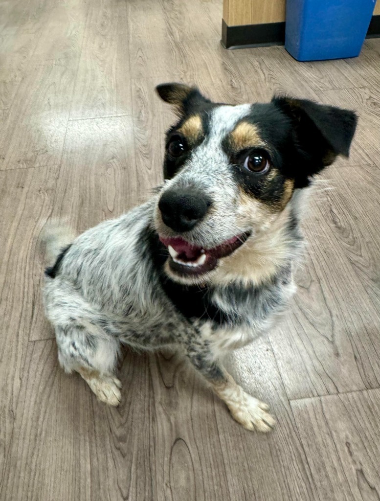 Silas, an adoptable Australian Cattle Dog / Blue Heeler, Mixed Breed in Gillette, WY, 82716 | Photo Image 1