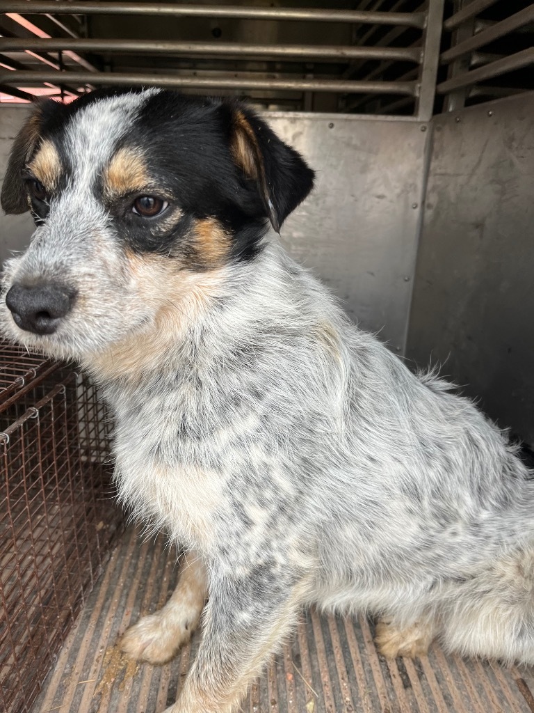 Silas, an adoptable Australian Cattle Dog / Blue Heeler, Mixed Breed in Gillette, WY, 82716 | Photo Image 2