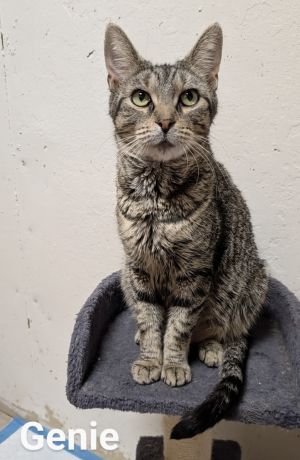 Genie, Adult Female unknown